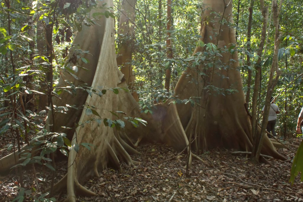 07-Twin tree in the reserve.jpg - Twin tree in the reserve